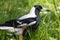 Australasian Magpie in Victoria