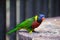 Australasian parrot in captivity