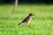 The Australasian pipit - Anthus novaeseelandiae