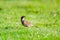 The Australasian pipit - Anthus novaeseelandiae