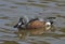 Australasian Shoveler