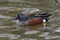 Australasian Shoveler