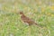 Australasian Skylark found in New Zealand and Australia