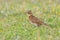 Australasian Skylark found in New Zealand and Australia