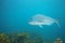 Australasian snapper cruising above bottom