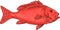 Australasian Snapper Swimming Drawing