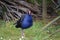 Australasian Swamphen