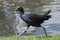 Australasian swamphen