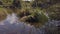 Australasian Swamphen nest, chicks and parent birds