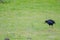 Australasian swamphen next to a fence.