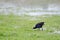 Australasian swamphen searching for food.