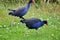 Australasian Swamphens