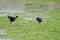 Australasian swamphens chasing each other.