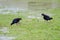 Australasian swamphens Porphyrio melanotus.