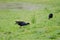 Australasian swamphens searching for food.