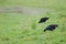 Australasian swamphens searching for food.