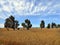Australia, Agriculture, wheat field