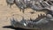 Australia, alligator river, kakadu, a marine crocodile resting on the shore