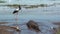 Australia, alligator river, Kakadu national park, black necked stork, ephippiorhynchus asiaticus , alligator, ibis, heron