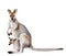 Australia animal watercolor drawing: kangaroo with cub