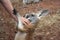 Australia - Ayers Rock - Human hand stroking kangaroo