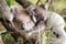 Australia Baby Koala Bear and mom at the bottom of a tree