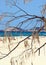 Australia- Beach Through Tree Limbs With Distant People