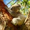 Australia. Beautiful Koala. National Park