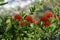 Australia,  Botany, bottle brush bush