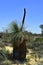 Australia, Botany, Grass Tree