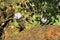 Australia, Botany, Hibiscus