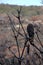 Australia bush fire: burnt banksia seedpods close