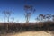Australia bush fire: burnt eucalyptus trees h