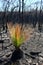 Australia bush fire: burnt grass tree regenerating