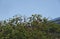 Australia- Cairns- Fruit Bats Against Background of Skyscaper