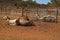 Australia, camel farm