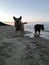 Australia cattle dog on the beach