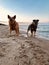 Australia Cattle Dogon the beach