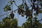 Australia- Close Up of Many Wild Spectacled Flying Fox Bats Hanging in Trees