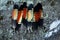 Australia: collection of glossy black cockatoo feathers