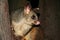 Australia common brushtail possum