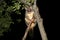 Australia common brushtail possum
