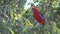 Australia crimson rosella sits on branch