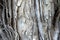 Australia: eucalyptus tree grey paper bark texture