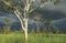 Australia Eucalyptus trees in field