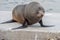 Australia Fur seal close up portrait while growling