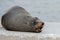 Australia Fur seal close up portrait while growling