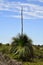 Australia, grass tree