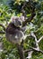 In Australia, a great koala, master of the trees