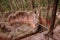 Australia: industrial ruins storage tanks